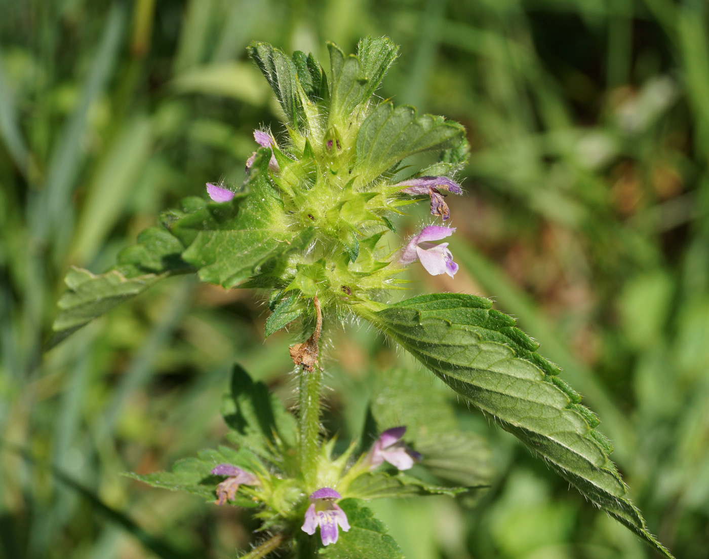 Изображение особи Galeopsis bifida.