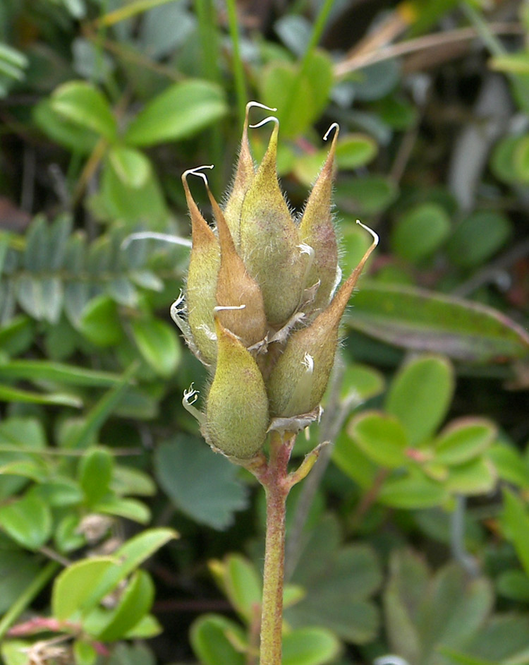 Изображение особи Oxytropis kubanensis.