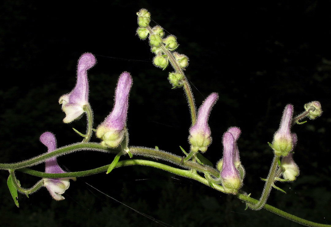 Image of Aconitum alboviolaceum specimen.