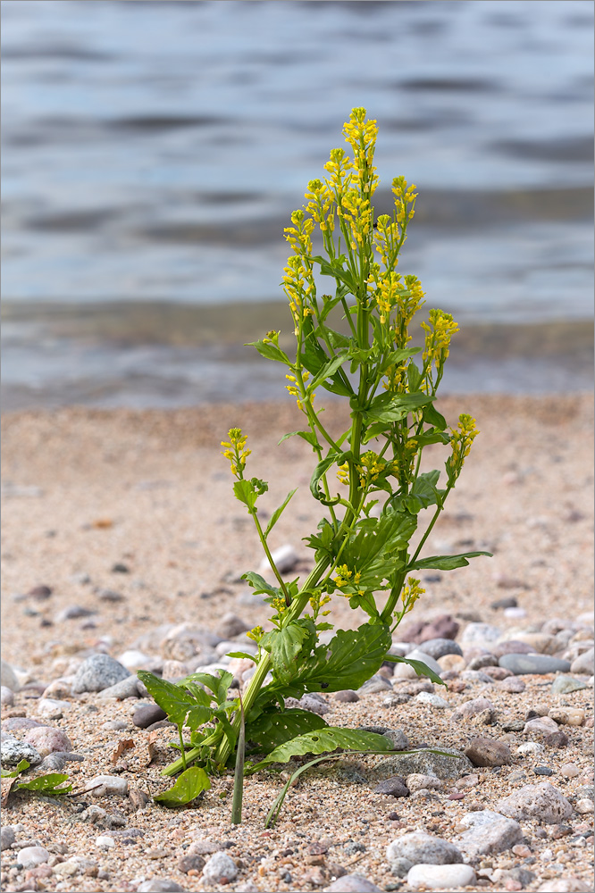 Изображение особи Barbarea stricta.