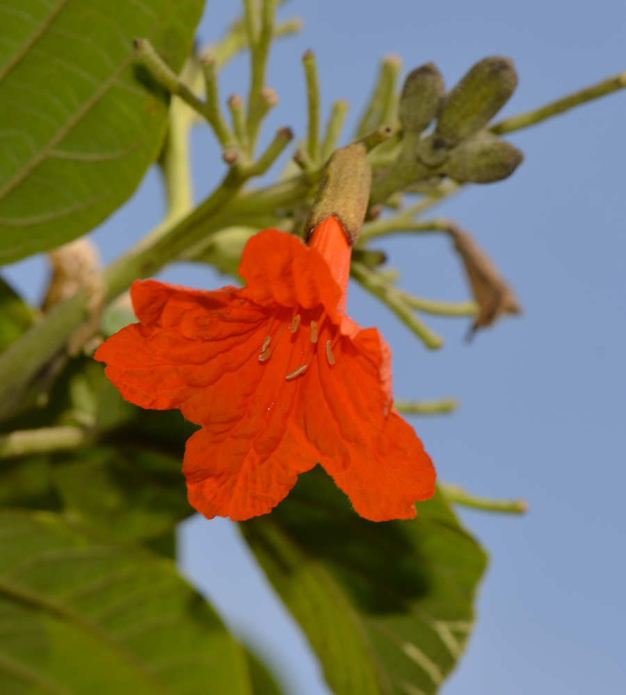 Image of Cordia subcordata specimen.