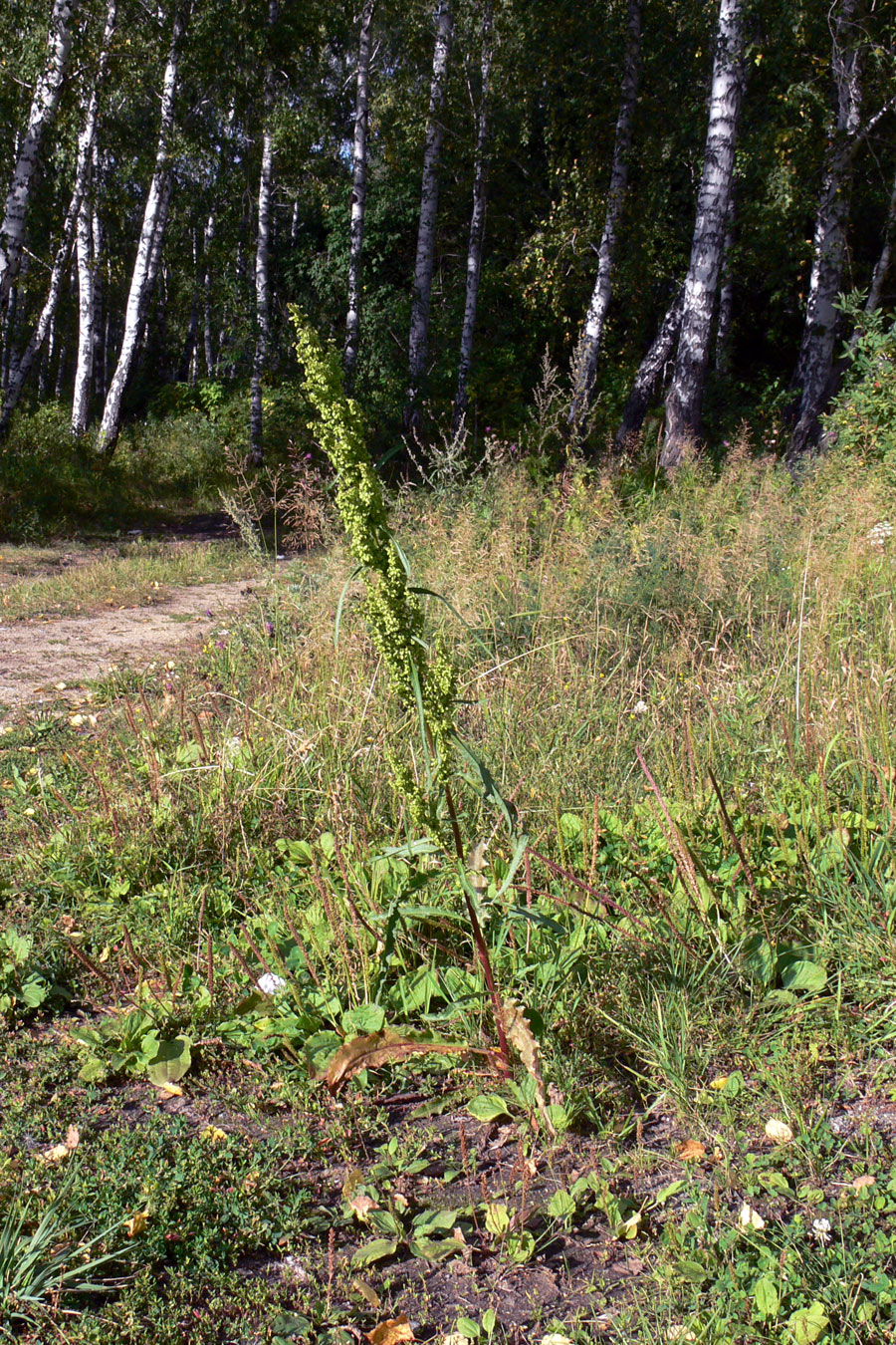 Image of Rumex pseudonatronatus specimen.