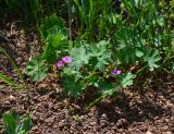 Geranium molle. Цветущее растение. Крым, Арабатская стрелка, окр. с. Соляное, на берегу южного плеса зал. Восточный Сиваш. 14.04.2016.