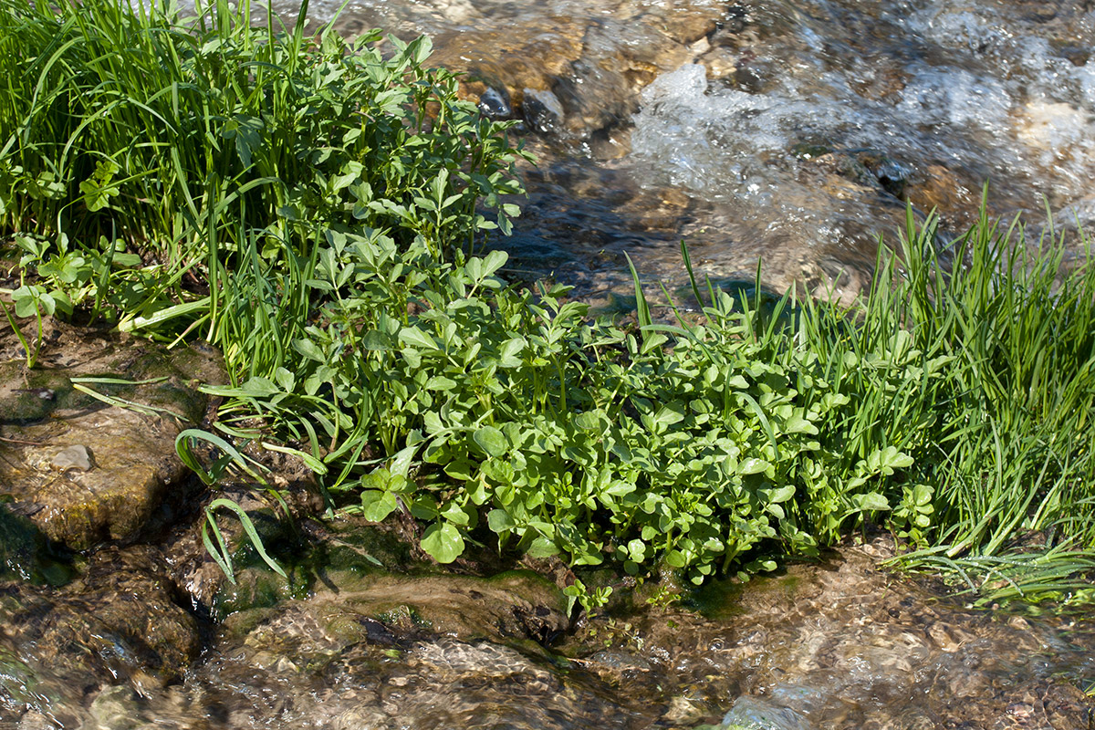 Изображение особи Cardamine amara.