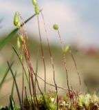 Bryum bimum. Спороносящие растения. Ленинградская обл., Гатчинский р-н, окр. пос. Пудость, на почве на лугу в старом известняковом карьере. 22.05.2016.