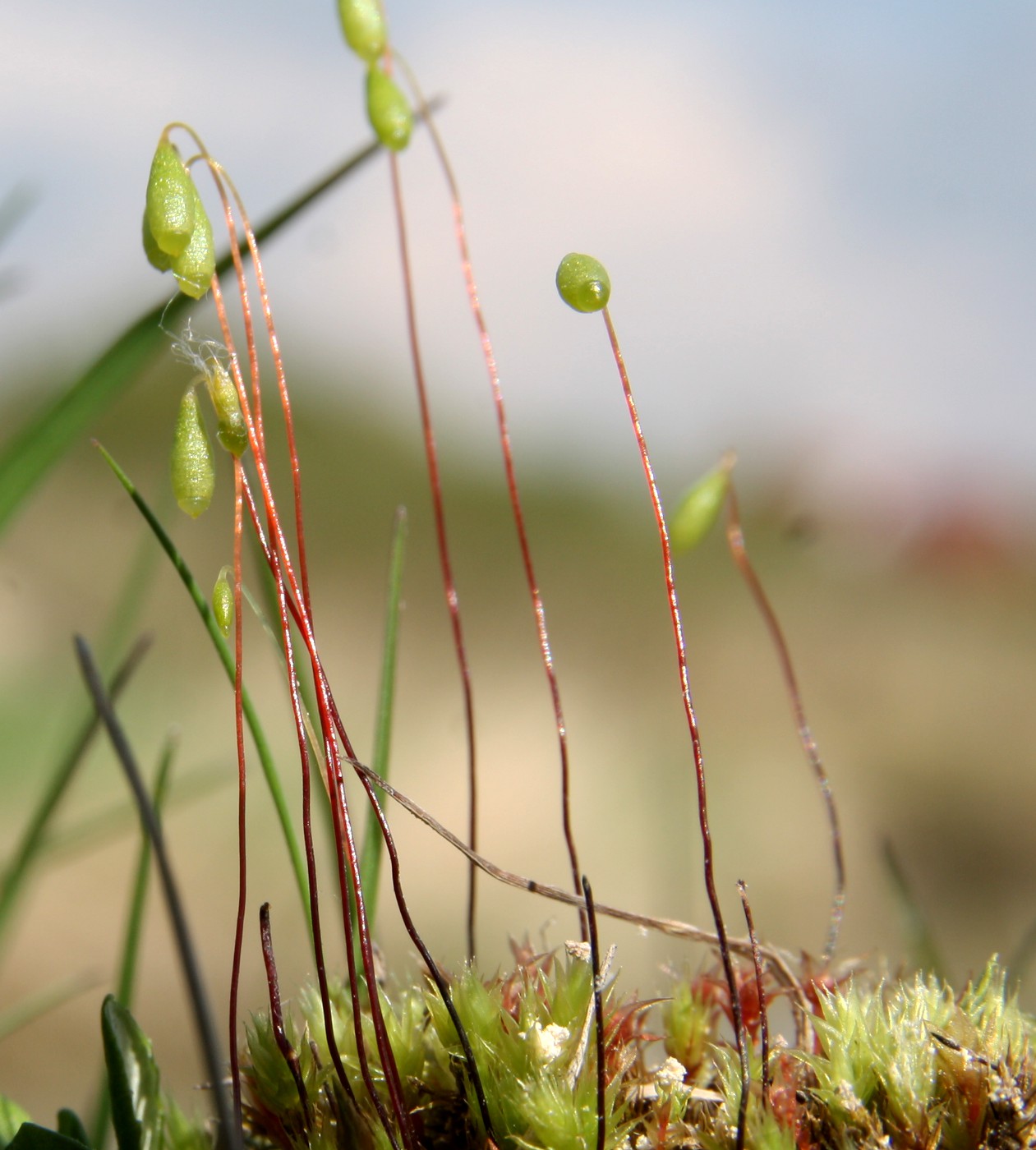 Изображение особи Bryum bimum.