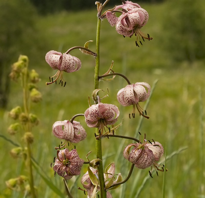 Изображение особи Lilium pilosiusculum.