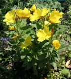 Oenothera pilosella