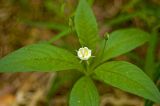 Trientalis europaea