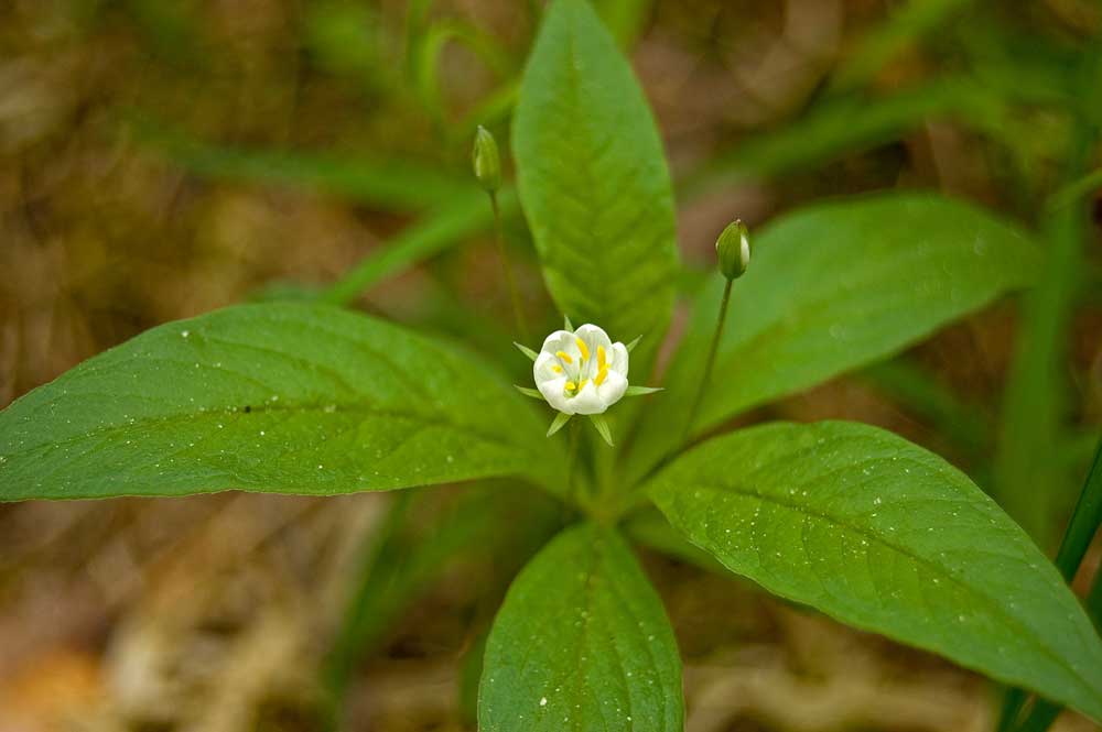 Изображение особи Trientalis europaea.