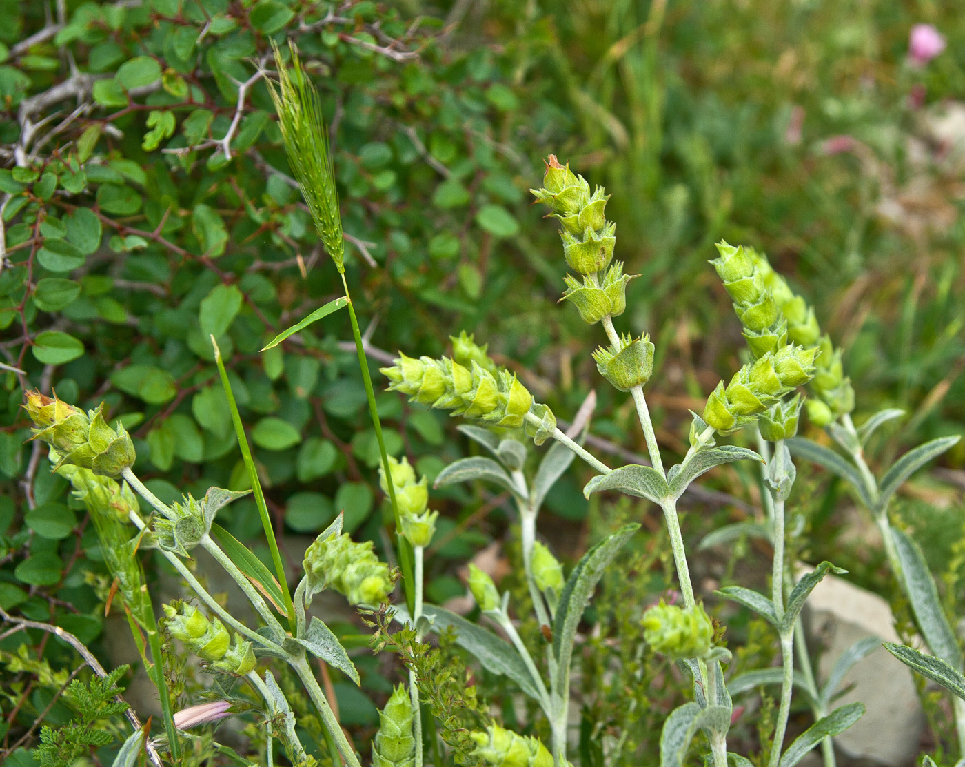 Image of Sideritis euxina specimen.