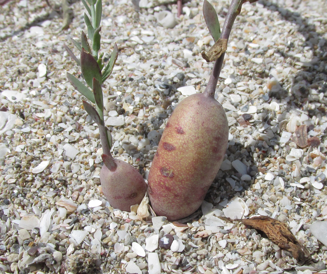 Image of genus Linaria specimen.
