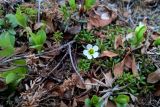 Diapensia lapponica