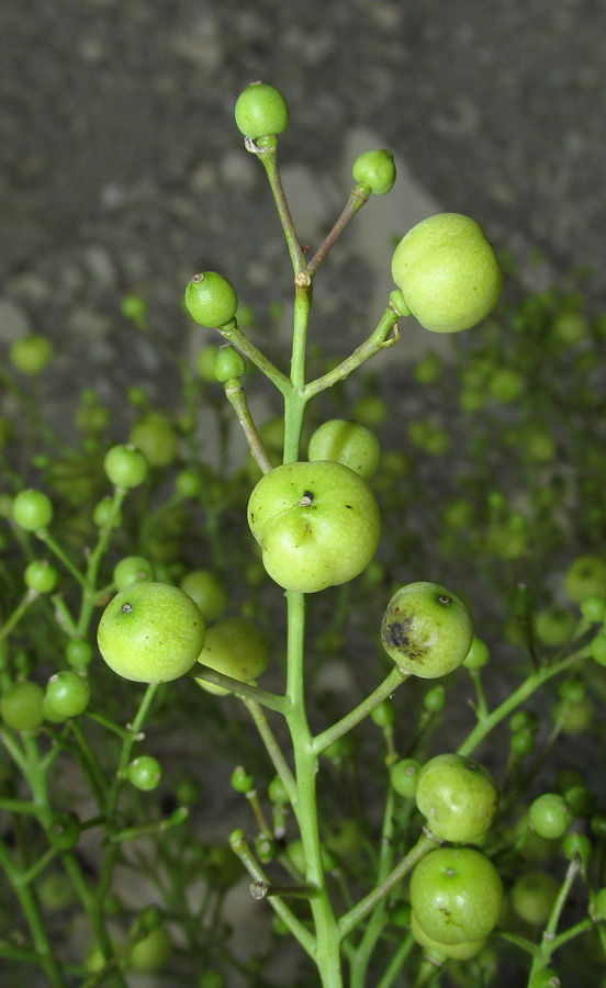 Изображение особи Crambe pinnatifida.