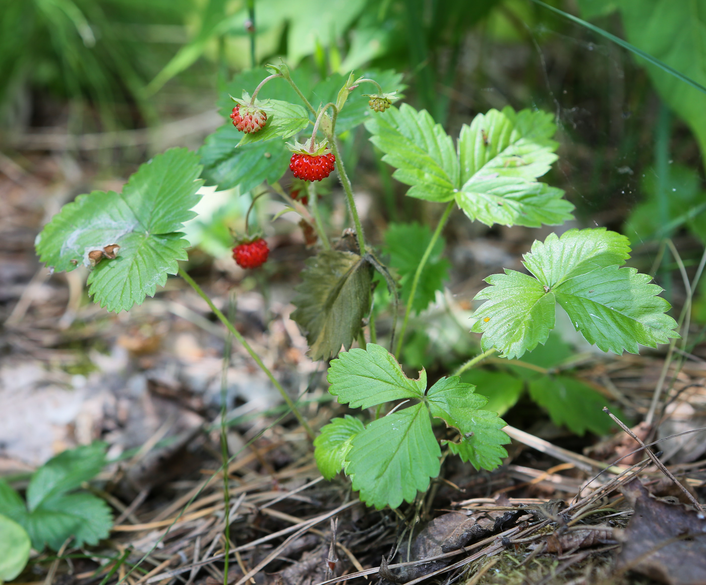 Изображение особи Fragaria vesca.