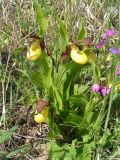 Cypripedium calceolus