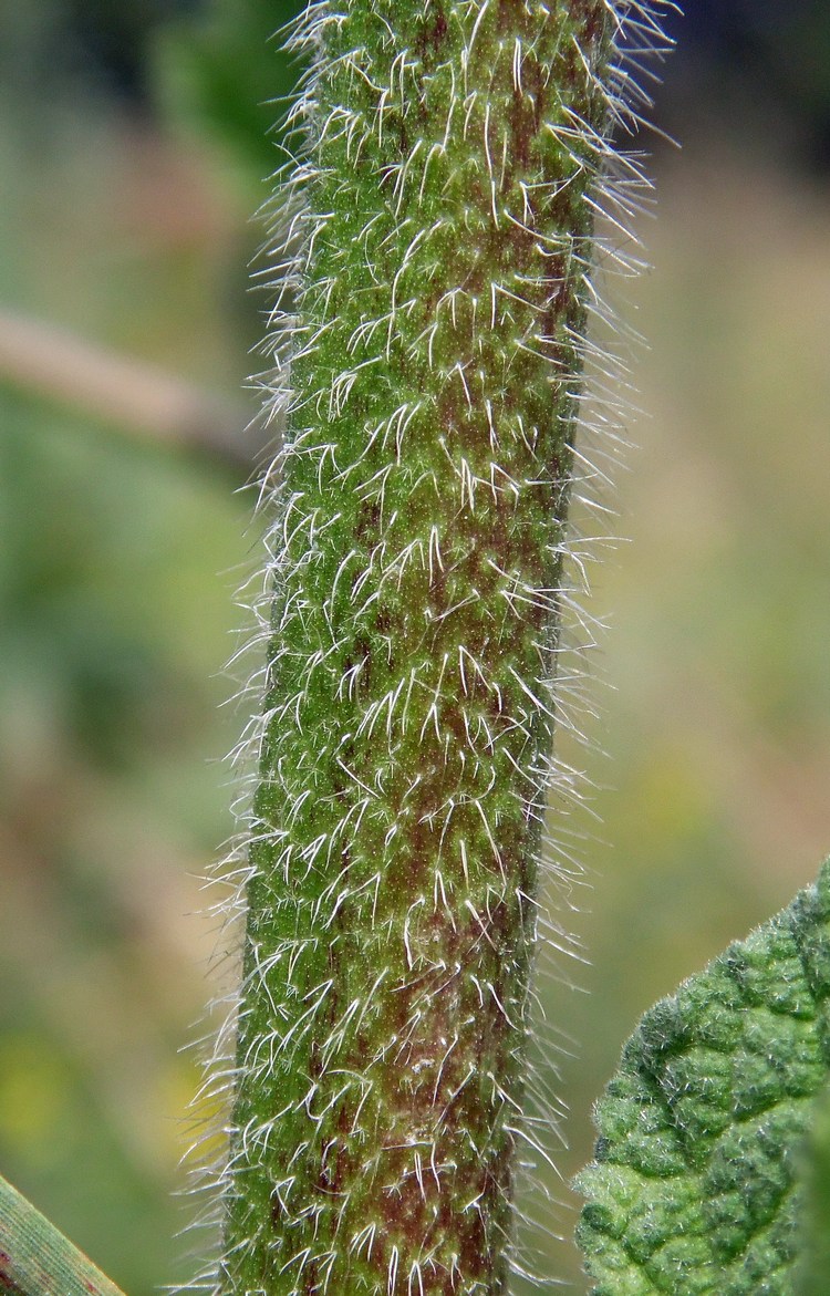 Изображение особи Alcea rugosa.