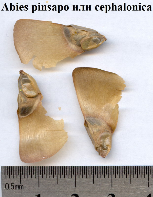 Image of genus Abies specimen.