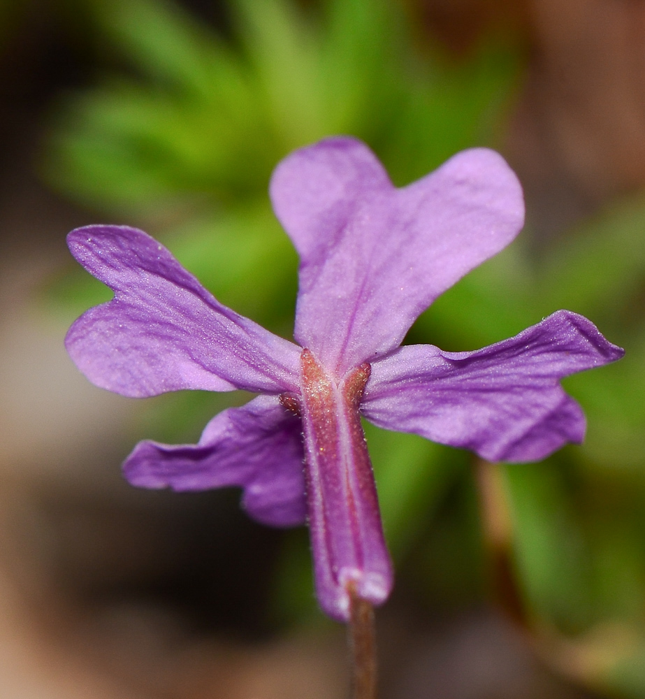 Image of Ricotia lunaria specimen.