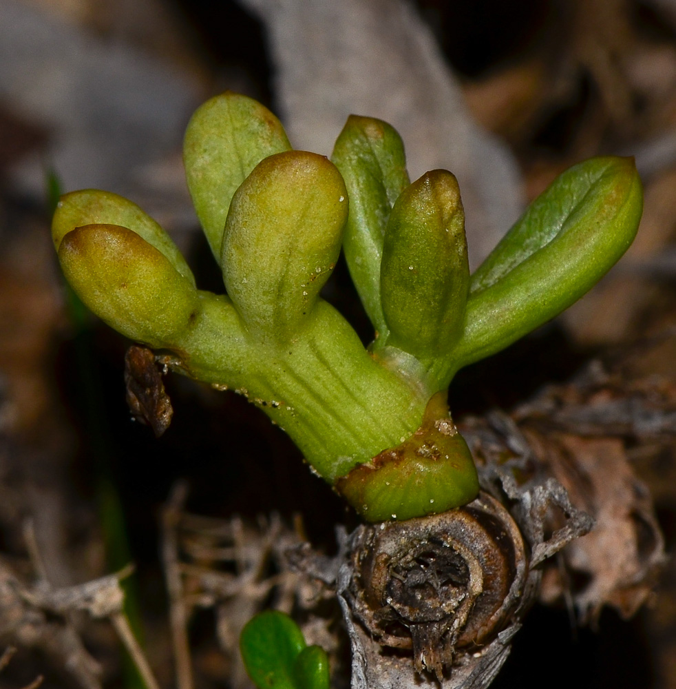 Изображение особи Crithmum maritimum.