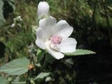 Althaea officinalis