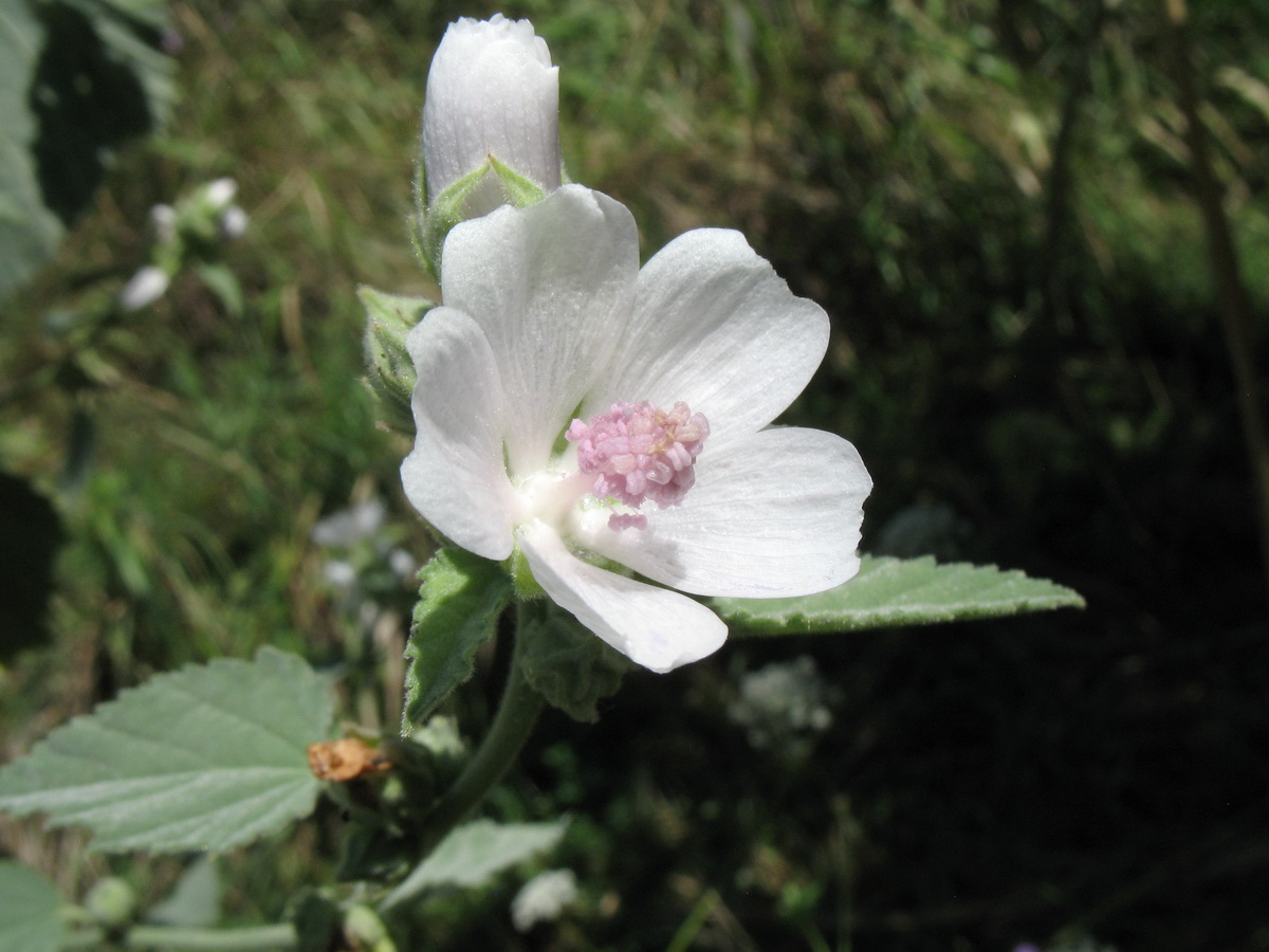 Image of Althaea officinalis specimen.