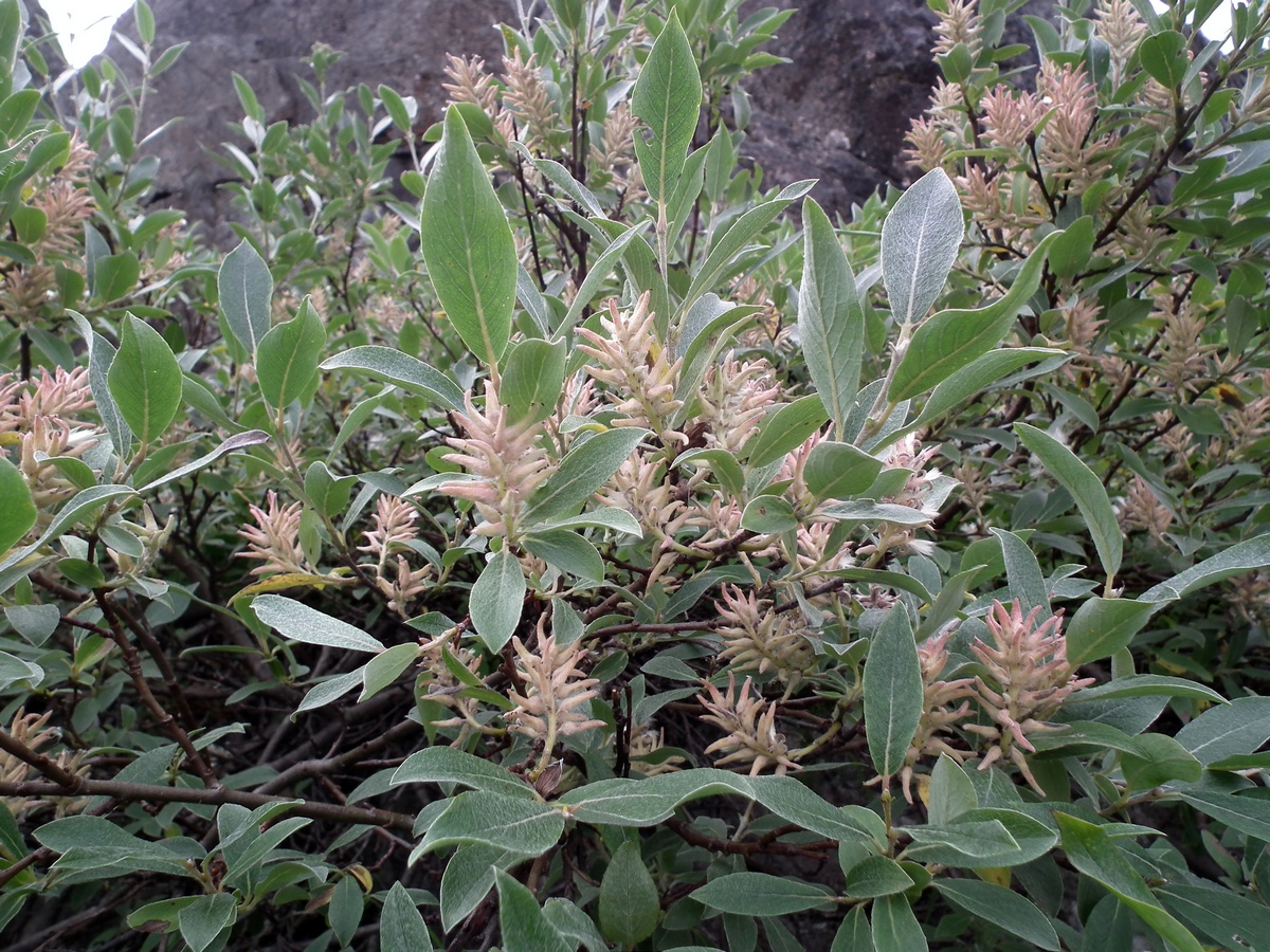 Изображение особи Salix glauca.