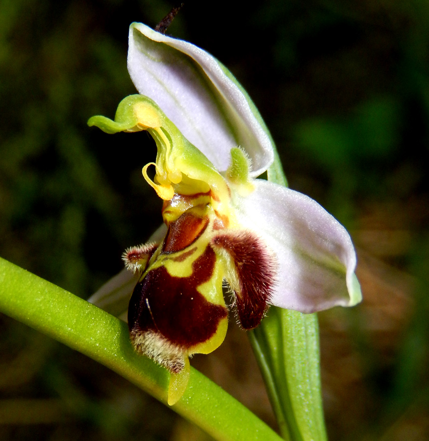 Image of Ophrys apifera specimen.