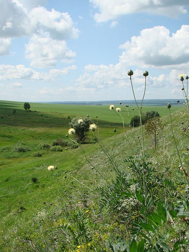 Изображение особи Rhaponticoides ruthenica.