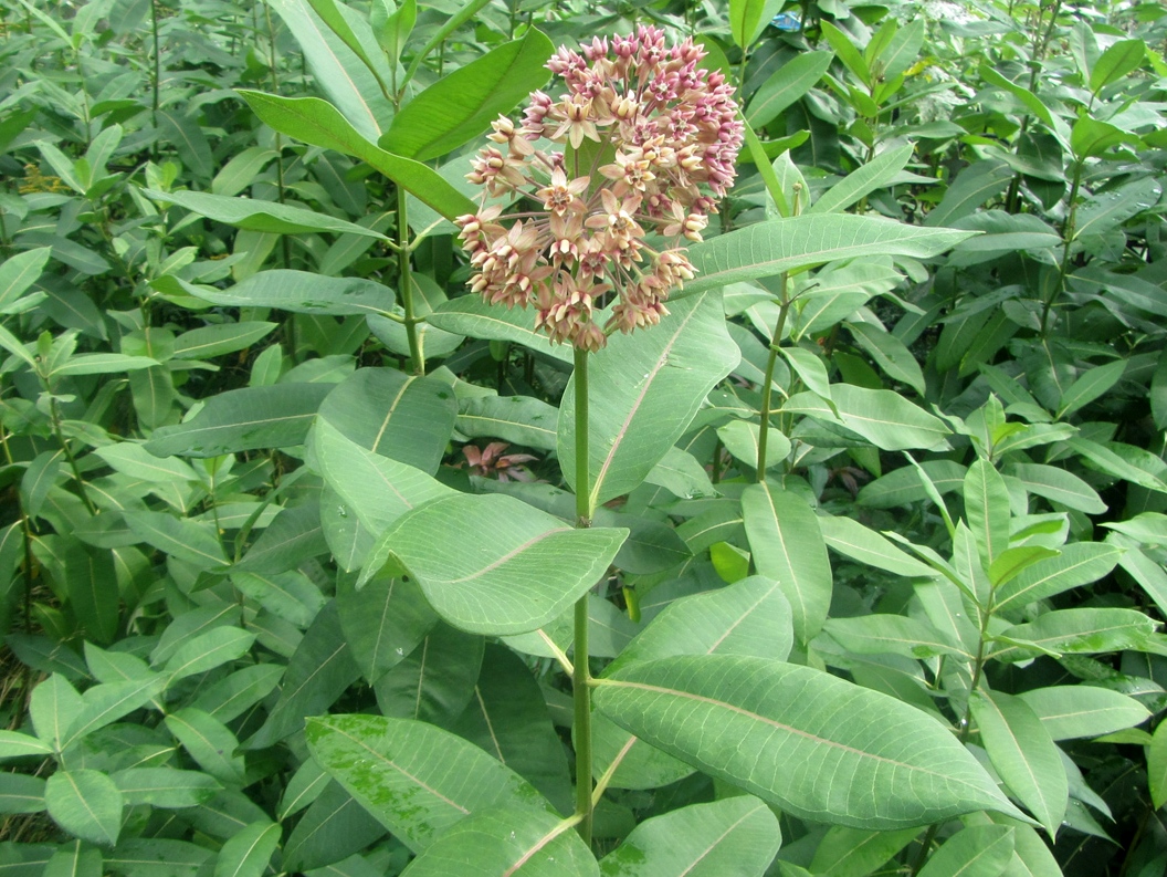 Image of Asclepias syriaca specimen.