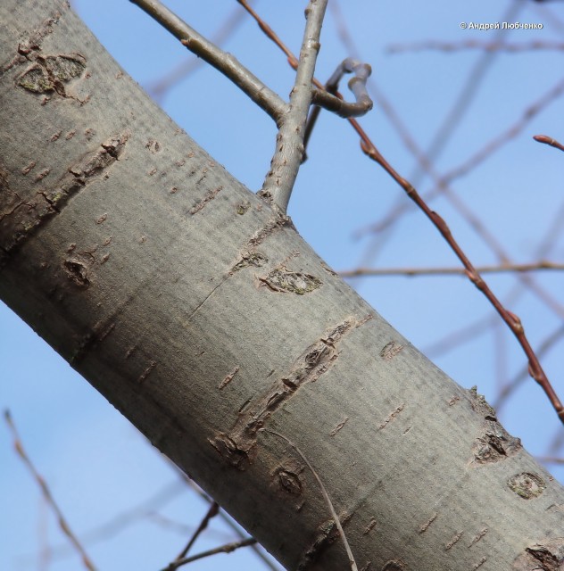 Image of Salix euxina specimen.