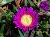 Carpobrotus acinaciformis
