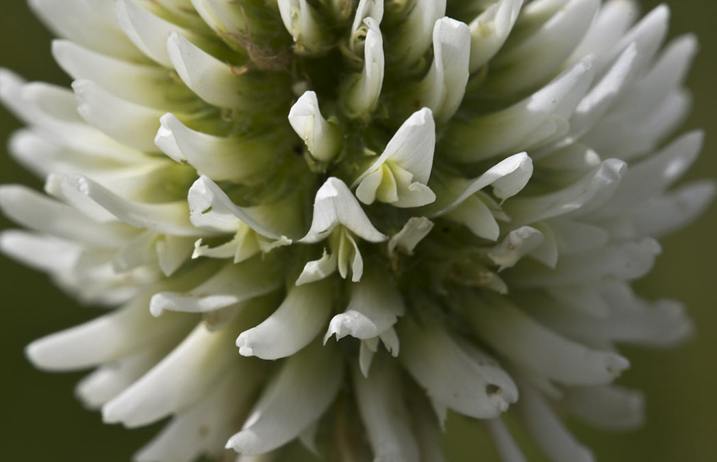 Image of Trifolium montanum specimen.