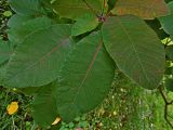 Cotinus coggygria. Верхушка побега. Марий Эл, г. Йошкар-Ола, Центральный парк, в культуре. 06.10.2016.