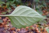 Image of taxon representative. Author is Евгений Пахомов