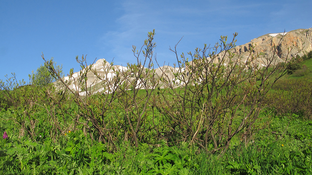 Image of genus Salix specimen.