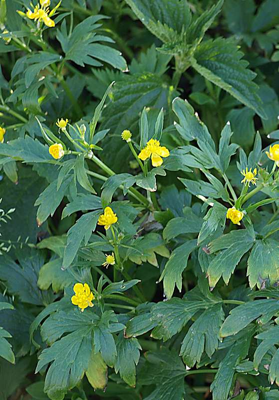 Image of Ranunculus repens specimen.