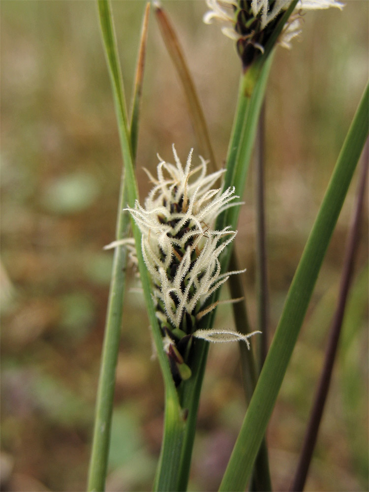 Изображение особи Carex trinervis.
