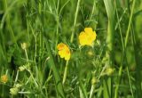 Potentilla goldbachii