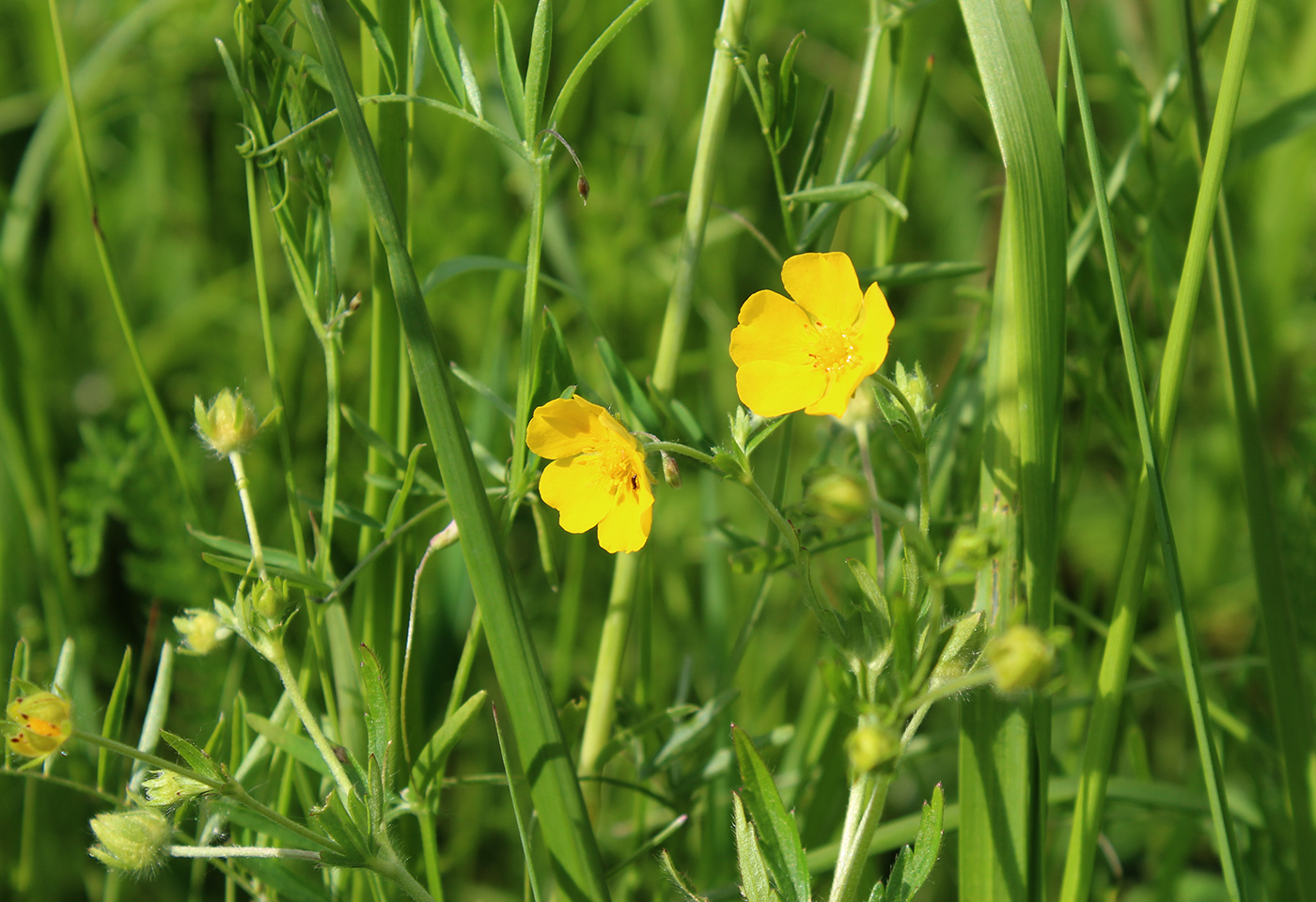 Изображение особи Potentilla goldbachii.