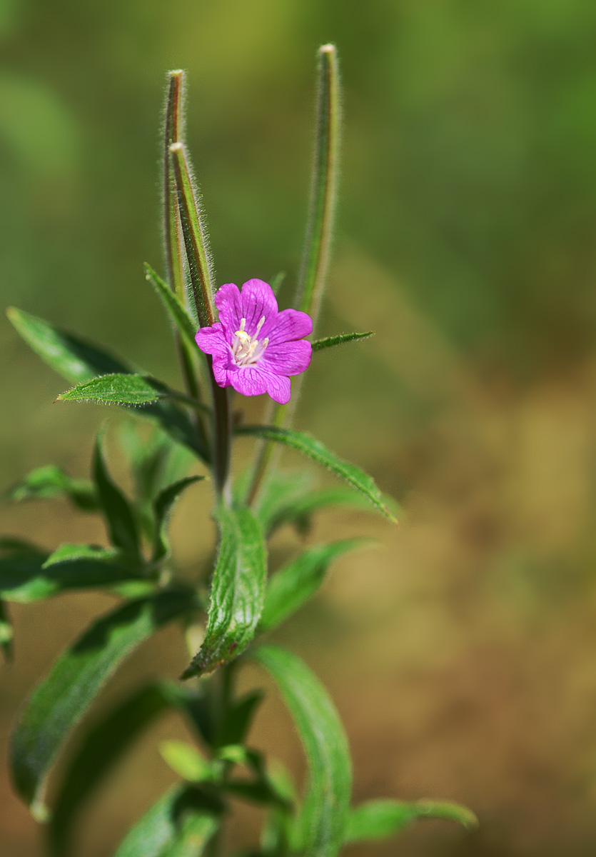 Изображение особи Epilobium hirsutum.