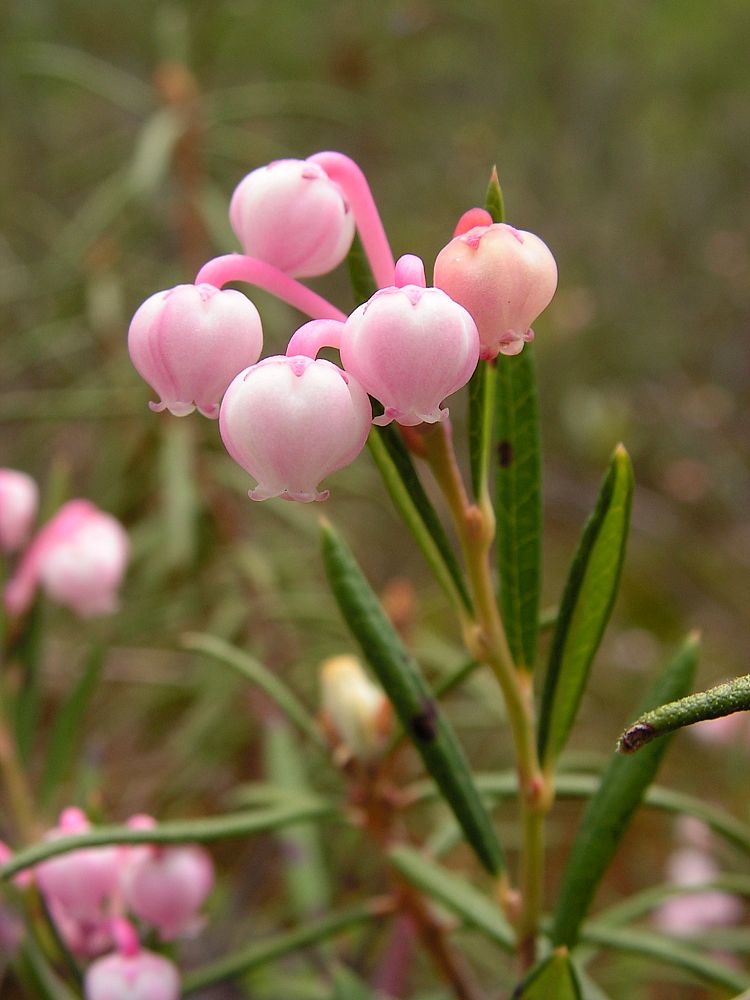 Изображение особи Andromeda polifolia.