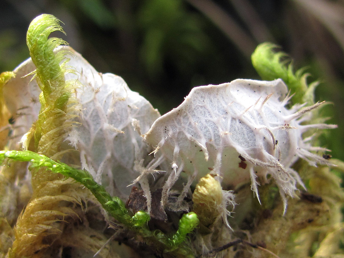 Image of Peltigera canina specimen.