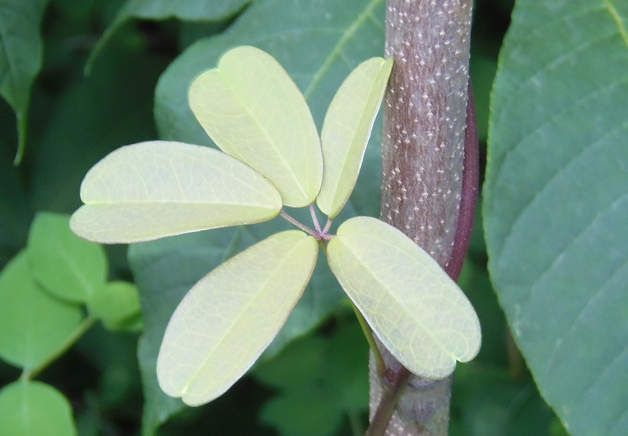 Изображение особи Akebia quinata.