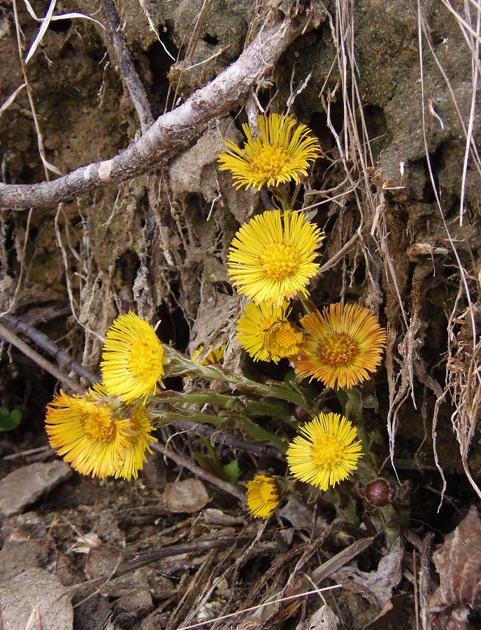 Image of Tussilago farfara specimen.