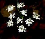 Pimpinella saxifraga