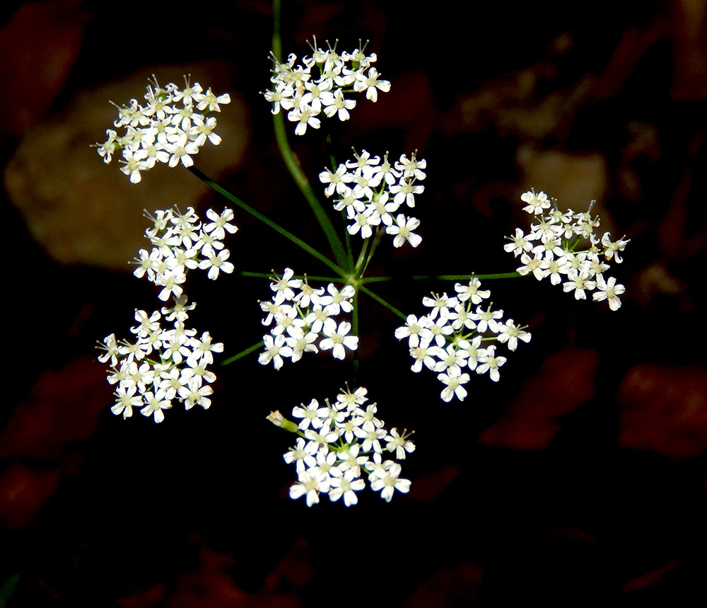 Image of Pimpinella saxifraga specimen.
