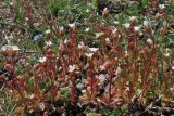 Saxifraga tridactylites