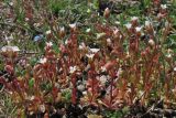 Saxifraga tridactylites. Цветущие растения. Крым, Балаклава, приморские склоны. 26 марта 2010 г.
