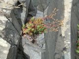 Saxifraga spinulosa. Плодоносящее растение. Шелеховский р-н, окр. с. Шаманка, скала на берегу р. Иркут, близ устья р. Куйтун. 05.07.2016.